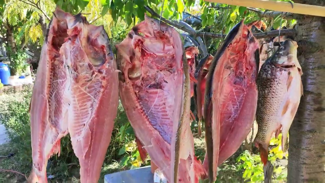 AM POPULAT IAZUL CU PEȘTI PE CALE DE DISPARIȚIE🐬IEPURI DEZOSAȚI🐇🐇