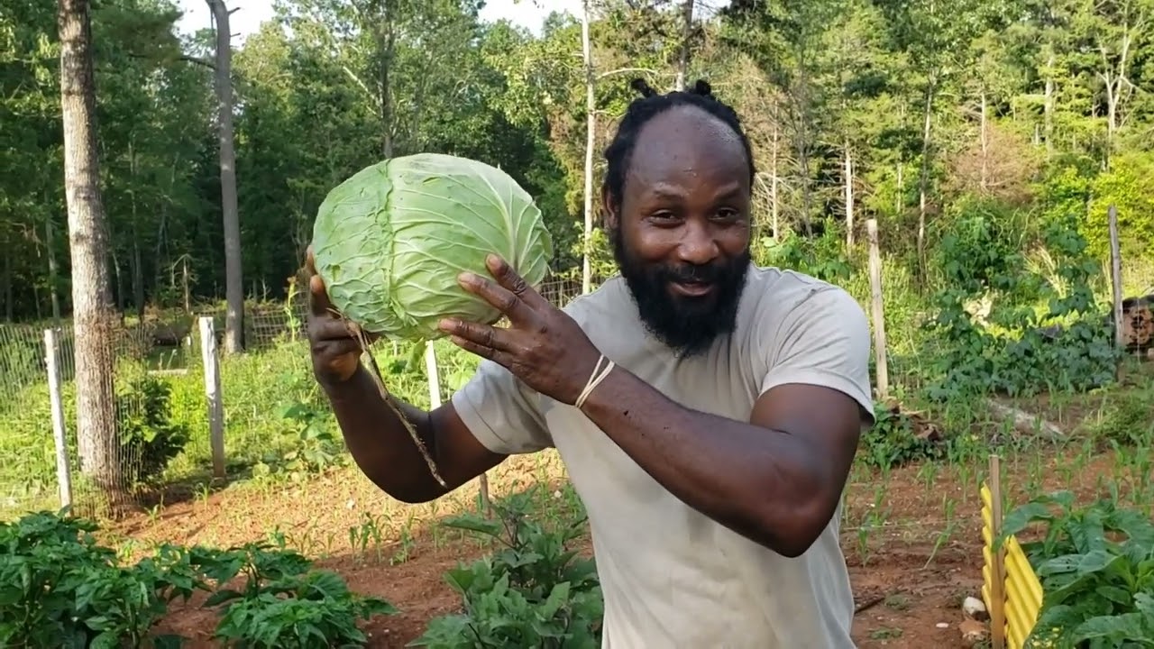 Cabbage Patch Update