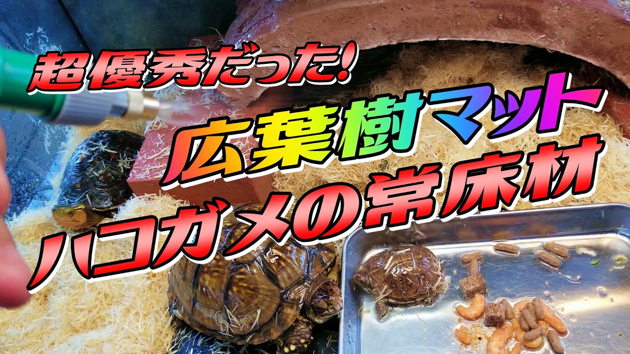 【ハコガメケージ】超優秀な広葉樹マットを常床材にしました！！Box turtle