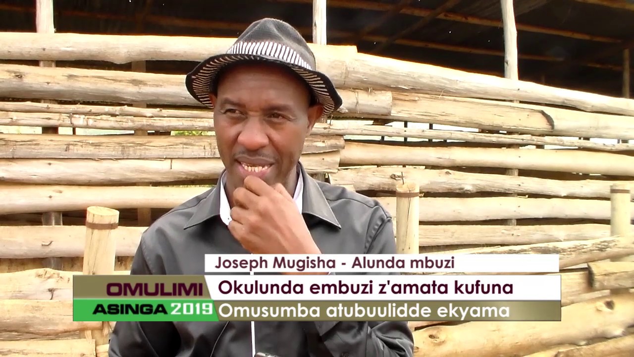Okulunda embuzi z'amata kufuna.