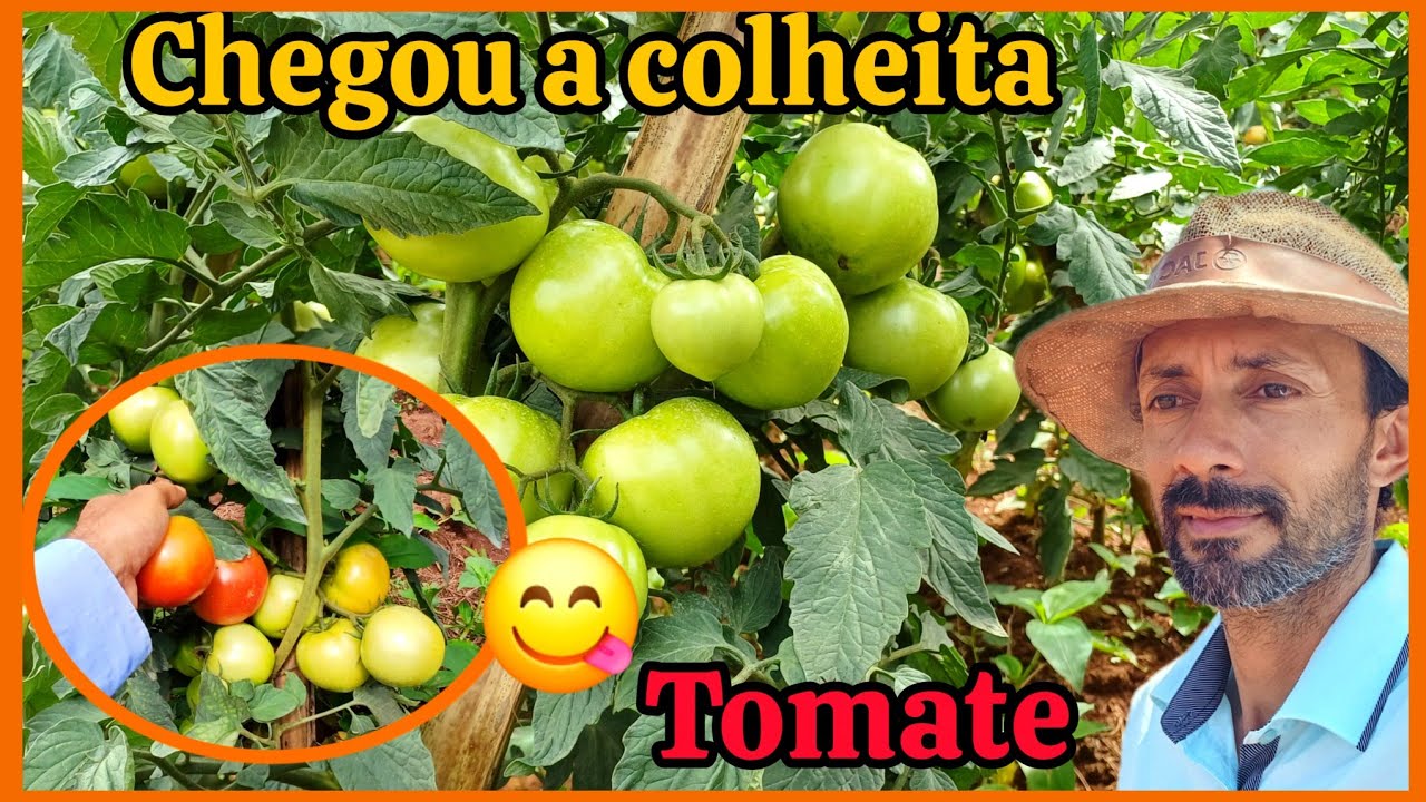 As melhores variedade de tomate, pimentão e repolho.