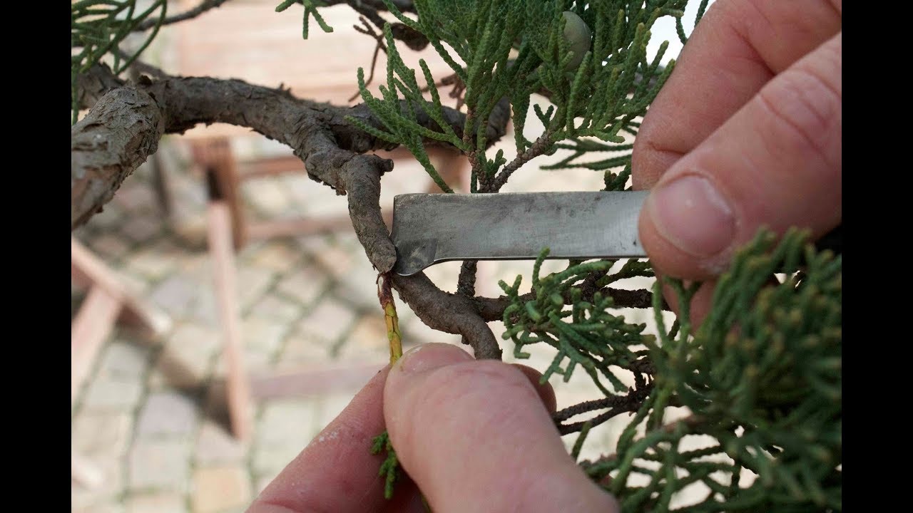 Bonsai technique - Juniper grafting: two ways. by Bruno Proietti Tocca