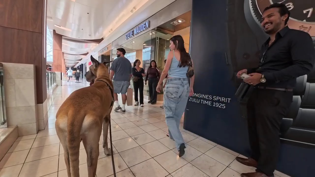 Cash 2.0 Great Dane inside the Westfield Topanga Mall 10