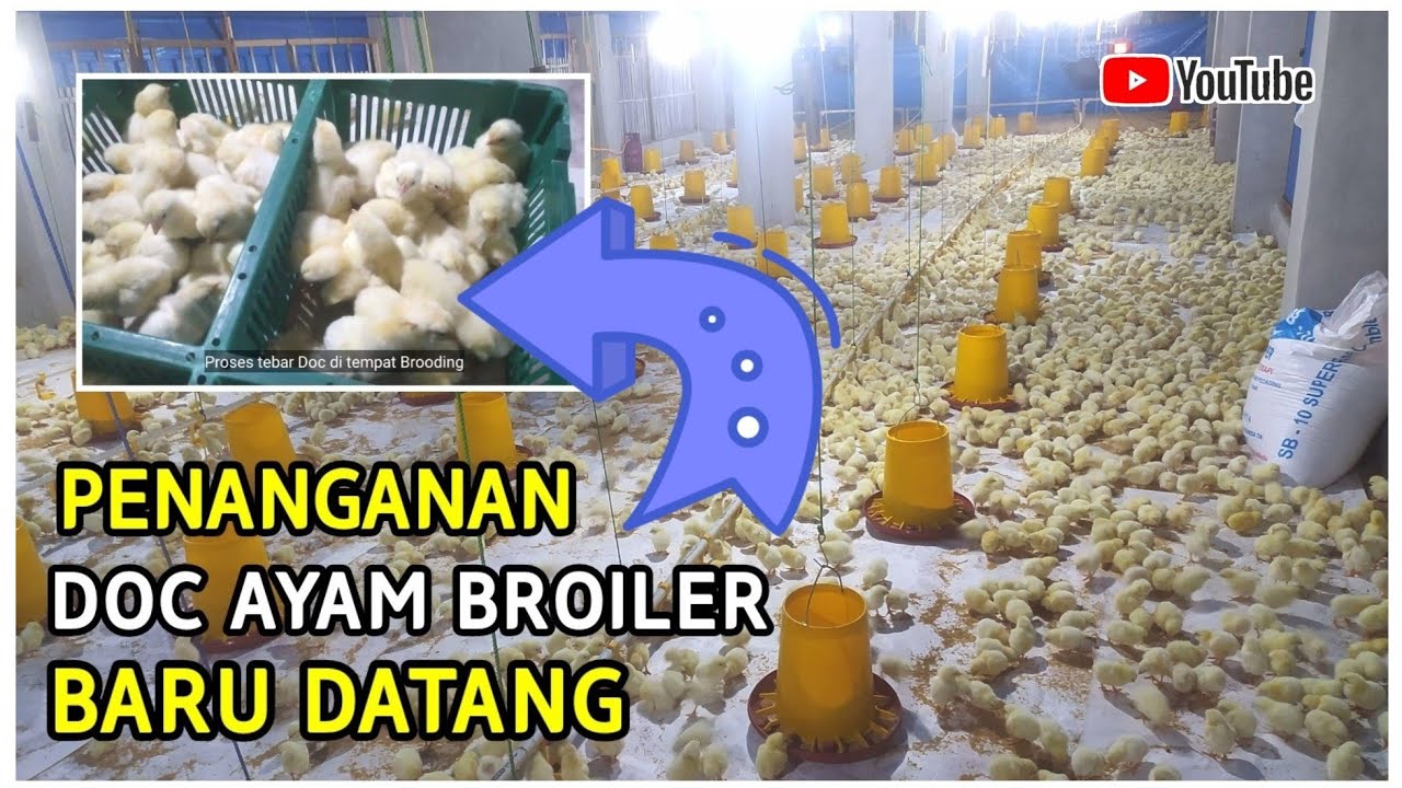 How to care for a broiler chicken doc when it just arrives - close house chicken coop
