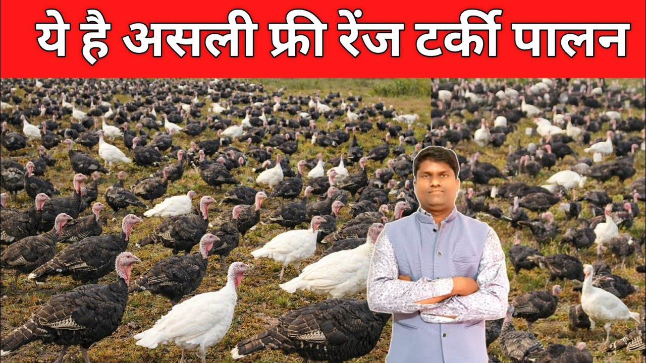 ये है असली फ्री रेंज #टर्की पालन क्या आपने ऐसा टर्की  पालन आपने कभी देखा है क्या ??