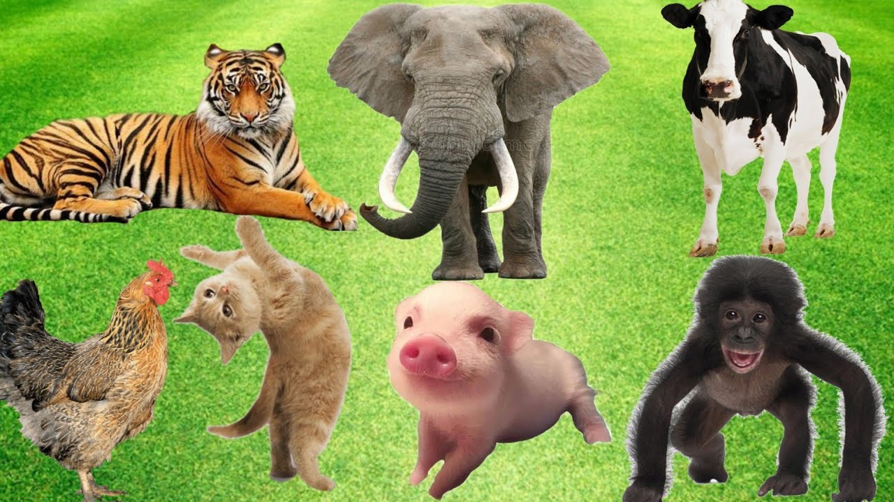 😊 The strangest 10 farm animal sounds captured on camera