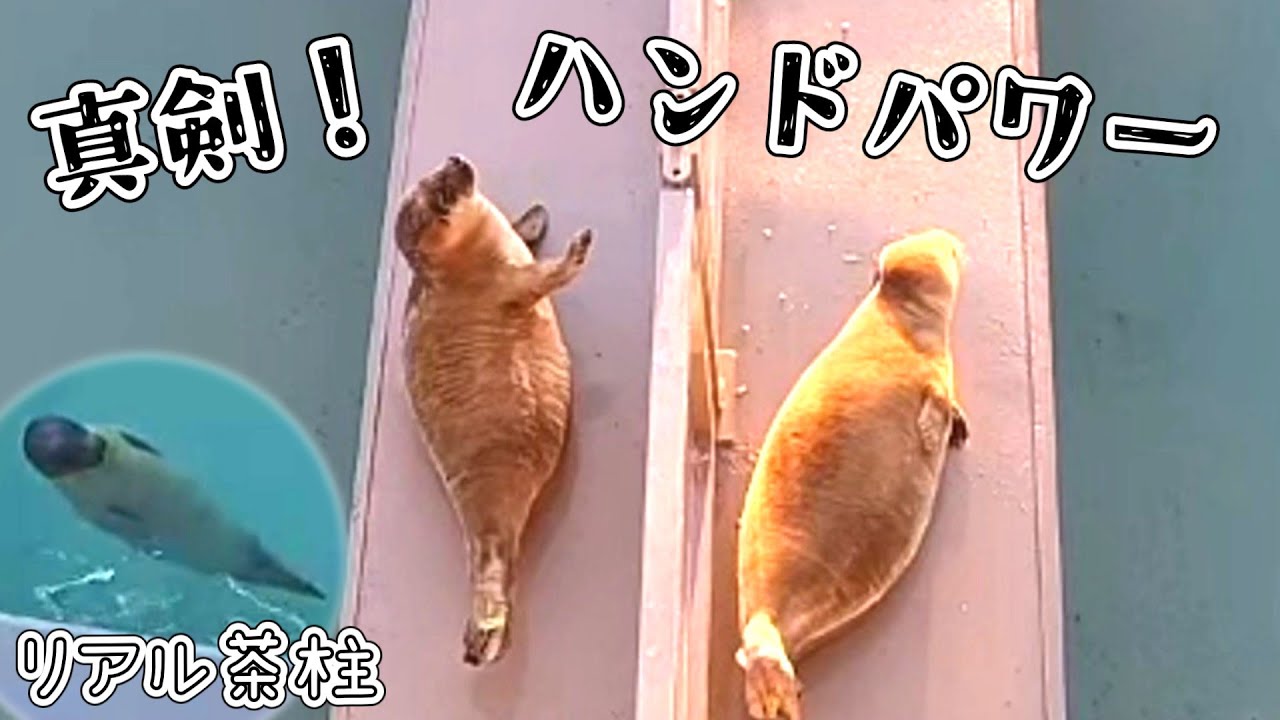 一生懸命ココロにハンドパワーを送るきなこ ココロお魚に前のめり【アザラシ幼稚園】