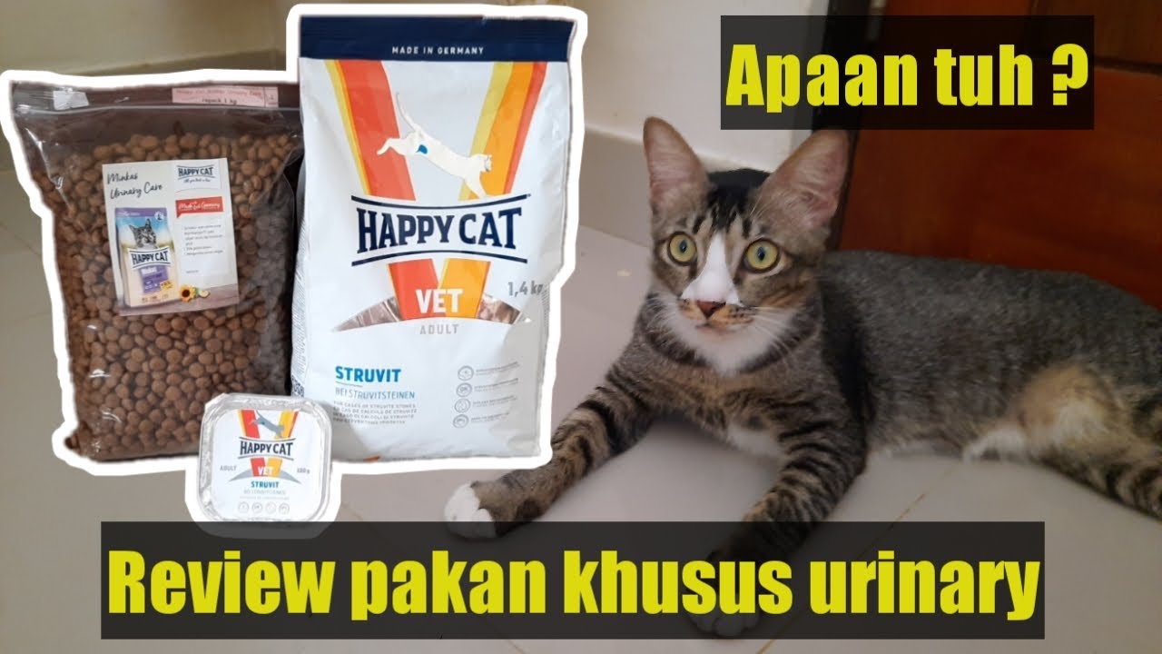REVIEW PAKAN KHUSUS URINARY UNTUK KUCING SUSAH KENCING//HAPPY CAT STRUVIT