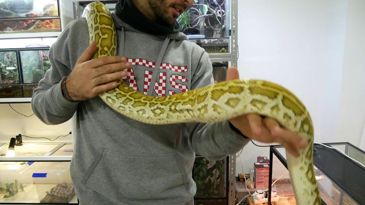 LIMPIANDO A BILMA!! Python Molurus totalmente recuperada ;)