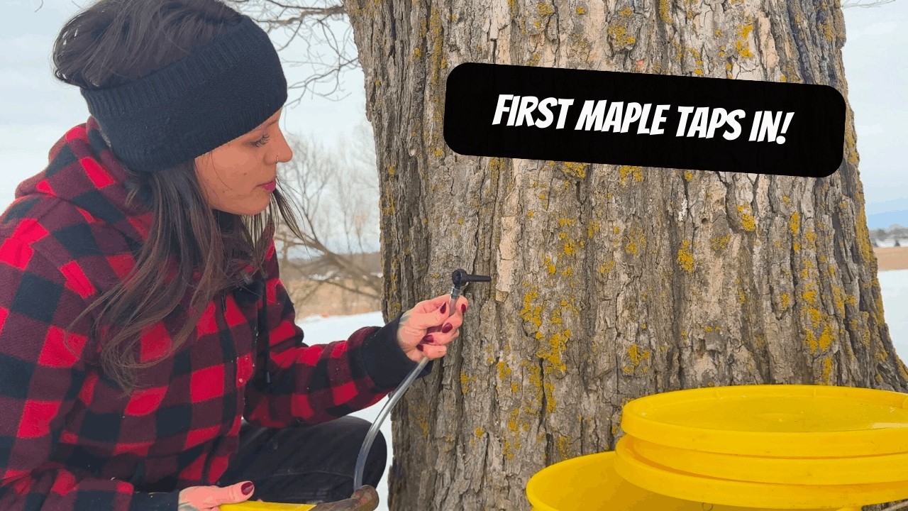 Chicken Coop Build Begins! + First Maple Syrup Taps | Spring Homesteading