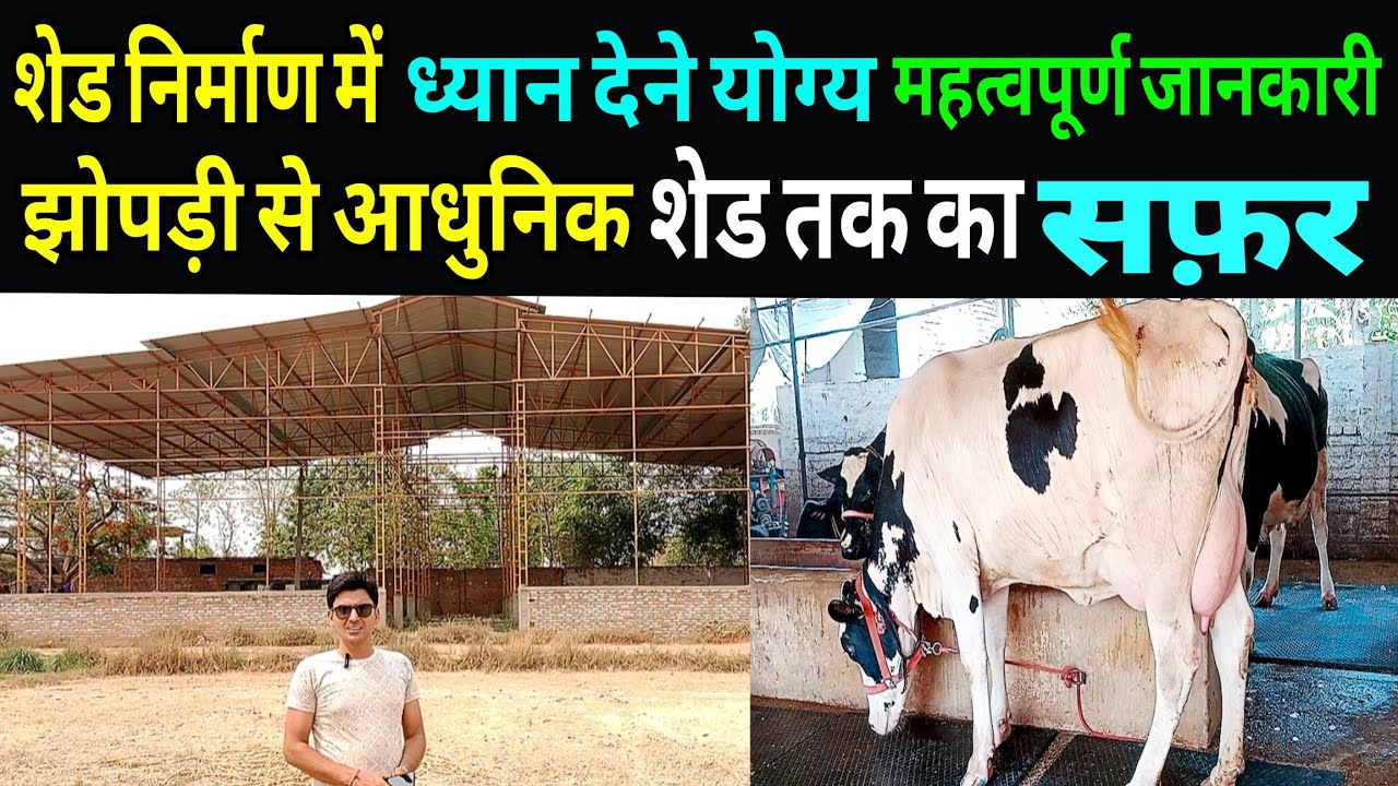 Cow shed construction design/big dairy farm varanasi up/hf farm up/cheap cow shed ||