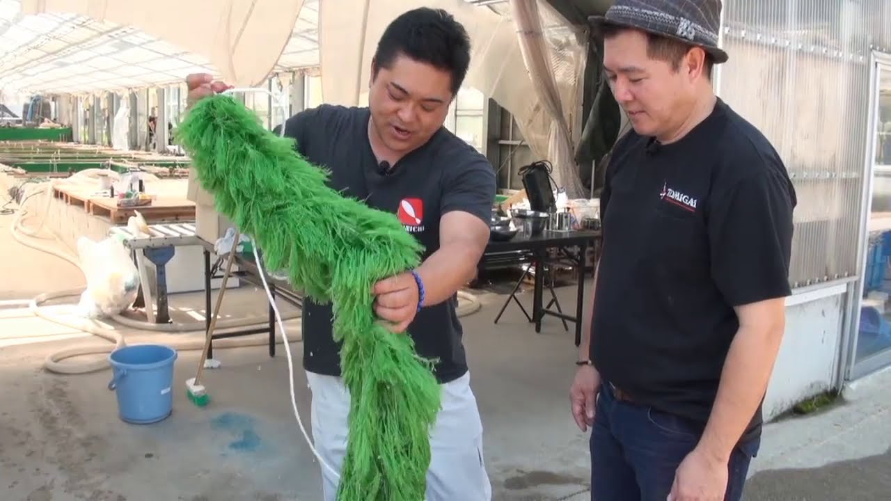 Dainichi Koi Breeding! by Shigeru Mano, Kenji Tani, and Mike Hernandez