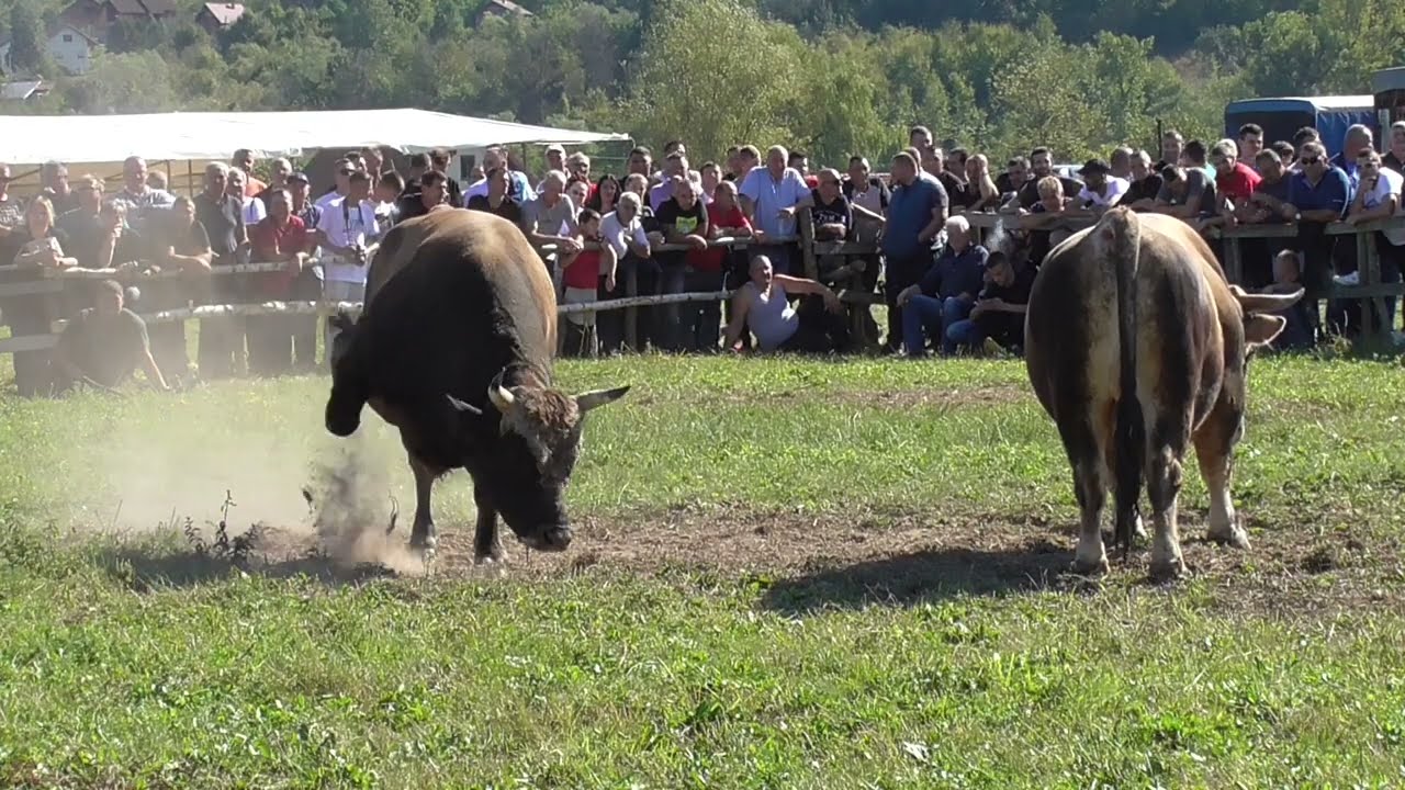 Zekonja od Šarića  vs Macan od Hasića Vozuča 2023