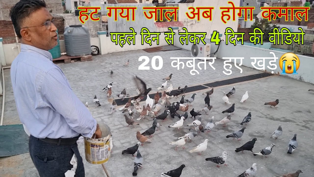 हट गया जाल अब होगा कमाल। पहले दिन से 4 दिन का शौक। बरेली से  आए हुए कबूतरो को आज जाल से बाहर निकाला।