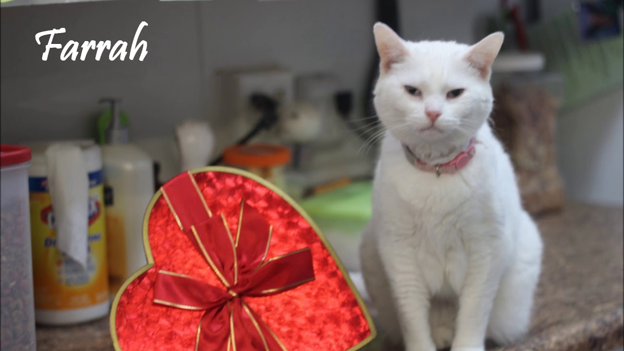 Sherri Black's 2019 Valentine Photo Shoot at FFRC