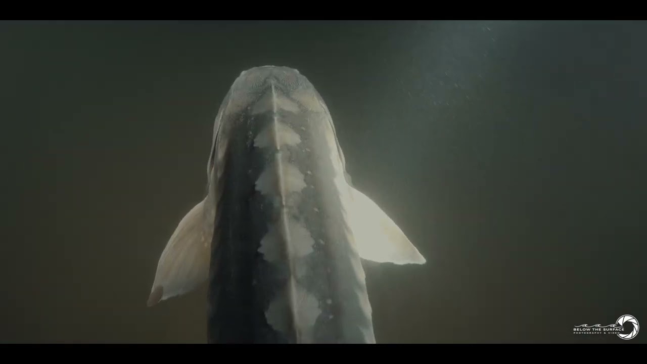 3F 2026 02 17 #nauticam #underwater #GH5 #filmmaking #weefine