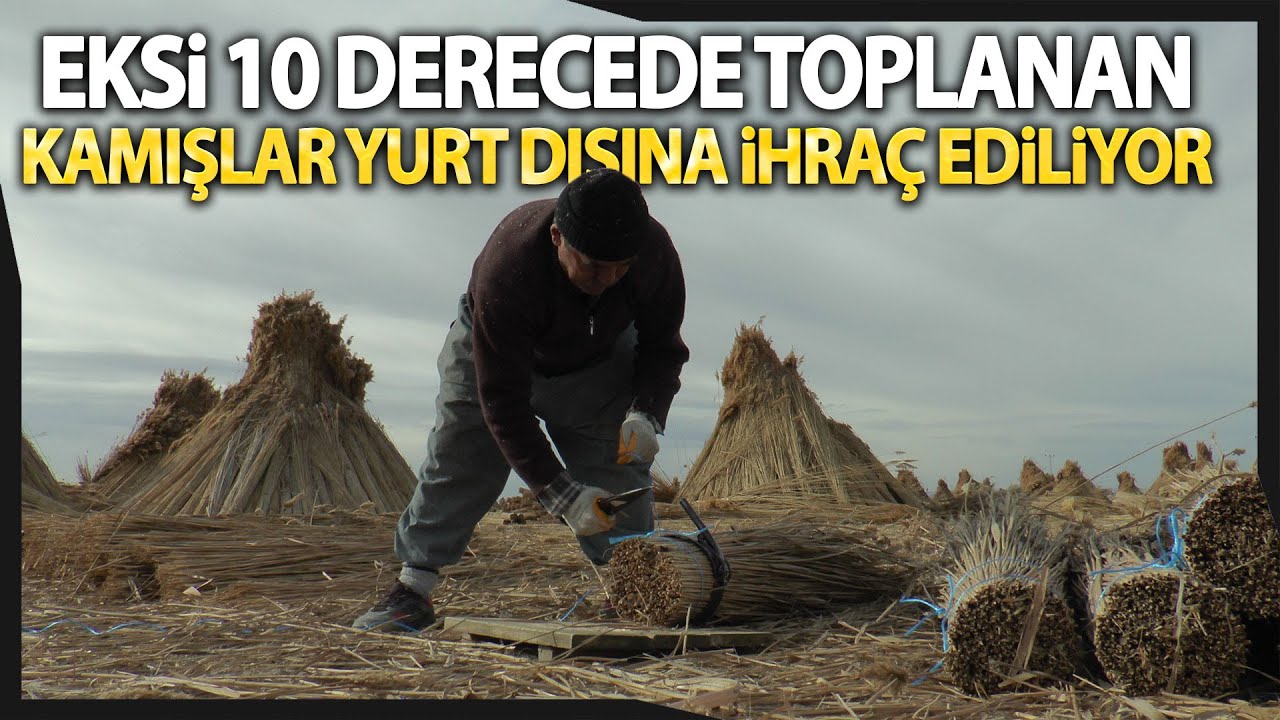 Sultan Sazlığı’nda Yetişen Kamışlar Yurt İçinde Yüzde 35’lik İhtiyacı Karşılıyor