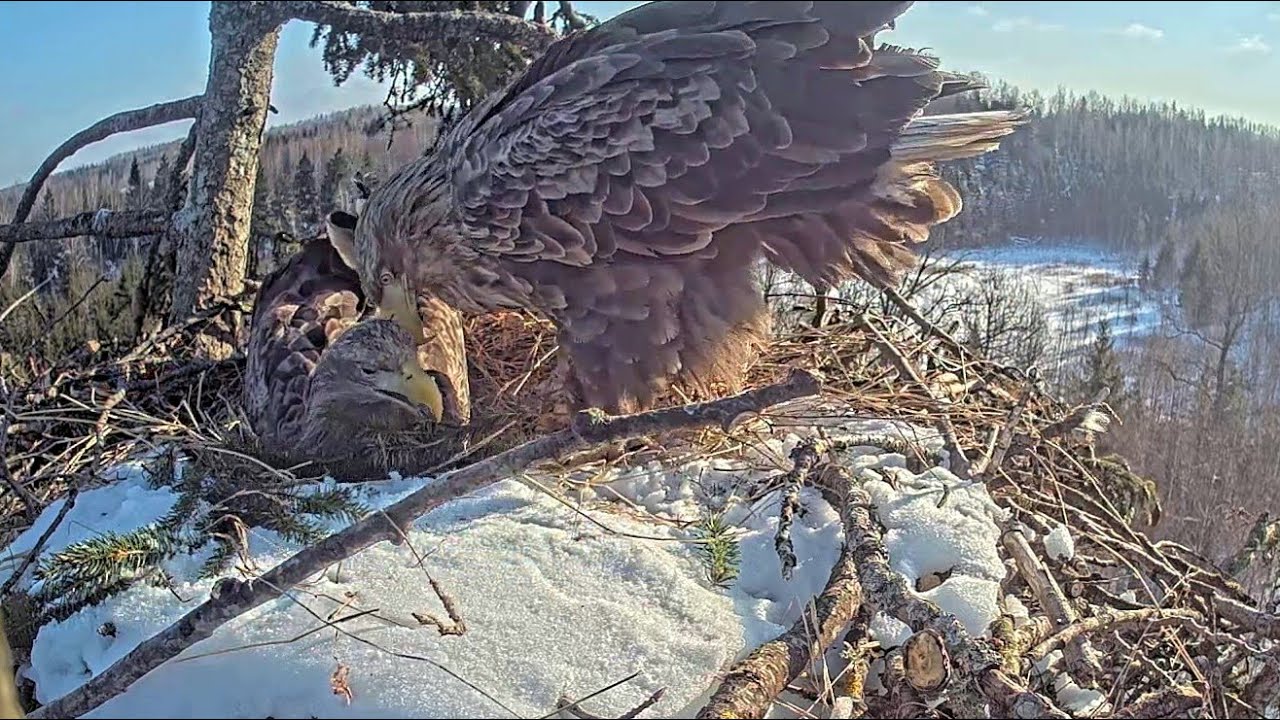 Jūras ērgļis~ Milda & Zorro visit the nest🥰  Zorro's Eyes seems injured~1:12 PM 2026/02/06