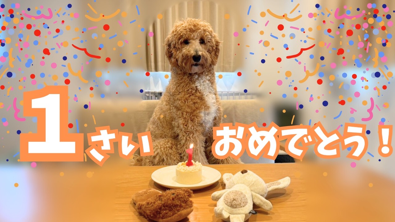 1歳の誕生日はケーキよりおもちゃに大興奮でした😂