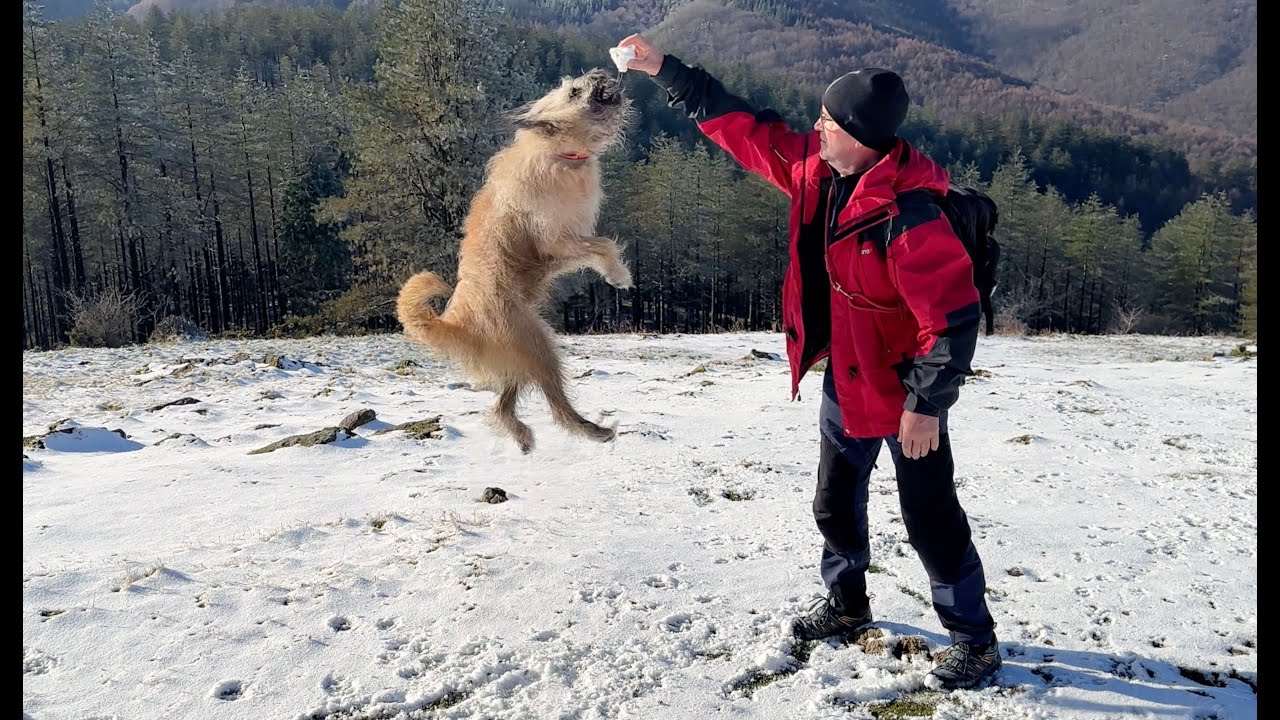 Lur zakurra elurretan zoratzen