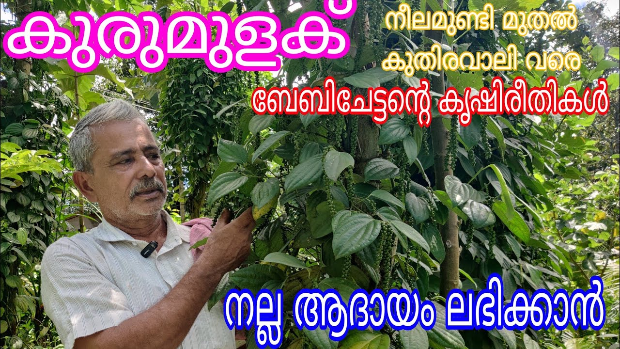 Pepper Varieties and Farming methods#antony muniyara VIogs