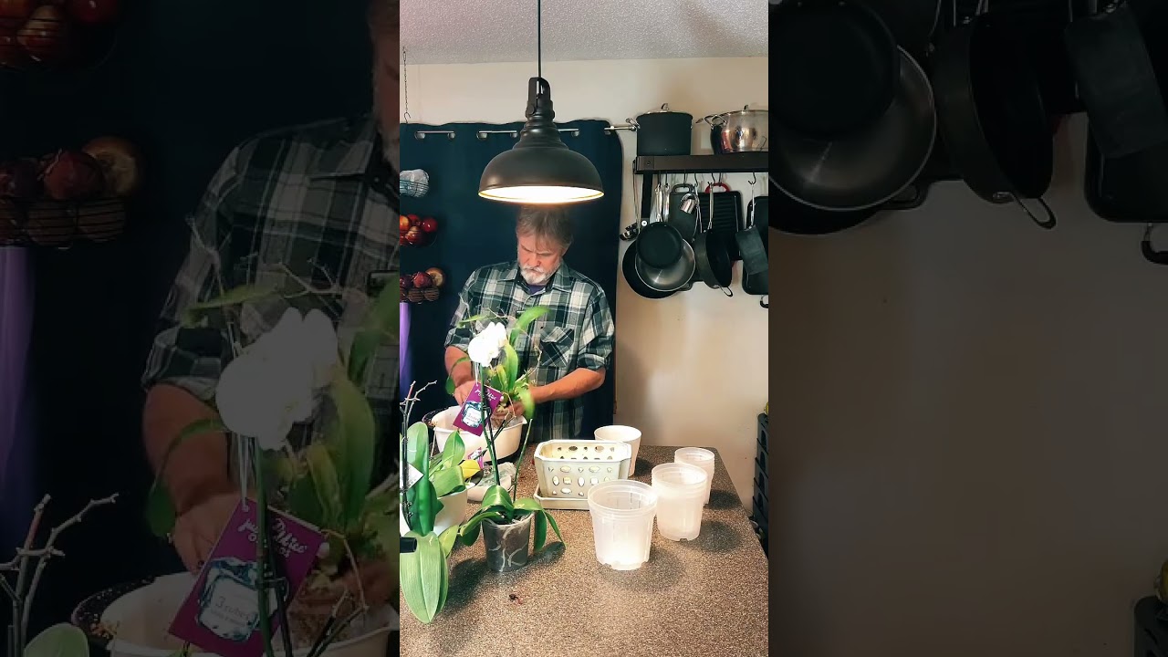 We Repotted 8 Orchids Live at Home 🌱 (Raw & Unedited)