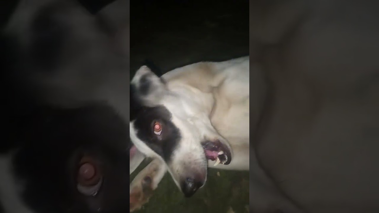 Hnsna mna hai || Labra Coco || 