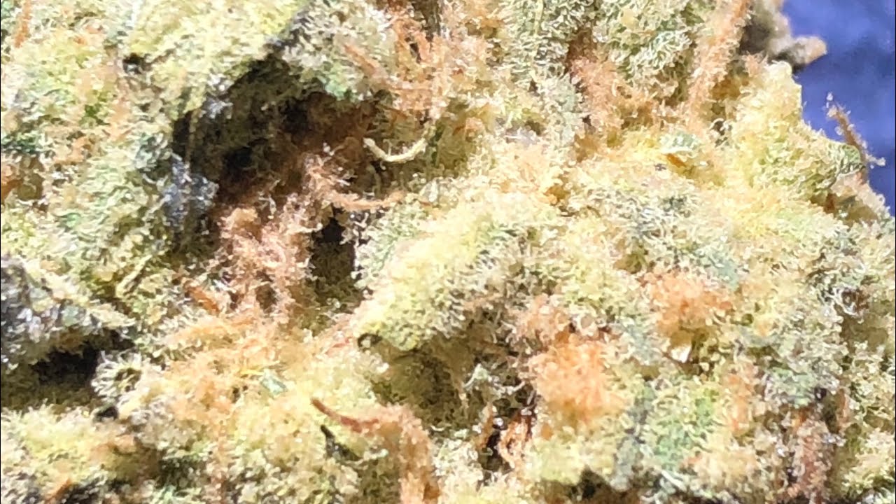 Platinum garlic strain review