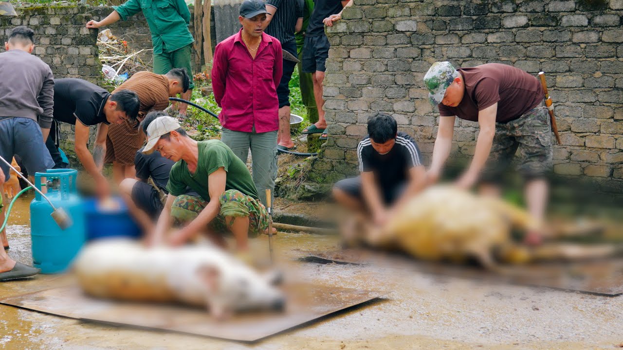ĐÁM CƯỚI NGƯỜI THÁI (T1) MỔ 1 CON BÒ, 2 CON LỢN, 20 CON GÀ ĂN NHÁP TRƯỚC NGÀY CƯỚI TẠI MỘC CHÂU