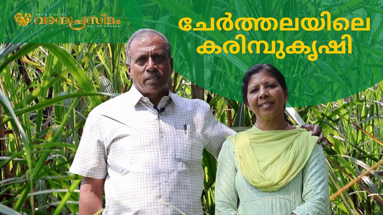 ചേർത്തലയിലെ കരിമ്പുകൃഷിയും ശർക്കര നിർമാണവും | Sugarcane Cultivation/Jaggery Production K V DEYAL