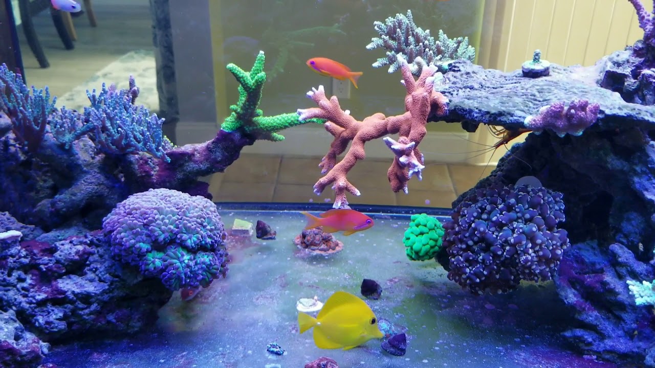 Trochus snails breeding