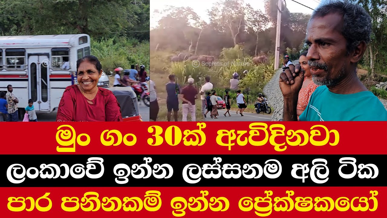 මුං ගං 30ක් ඇවිදිනවා | ලංකාවේ ඉන්න ලස්සනම අලි ටික | පාර පනිනකම් ඉන්න ප්‍රේක්ෂකයෝ
