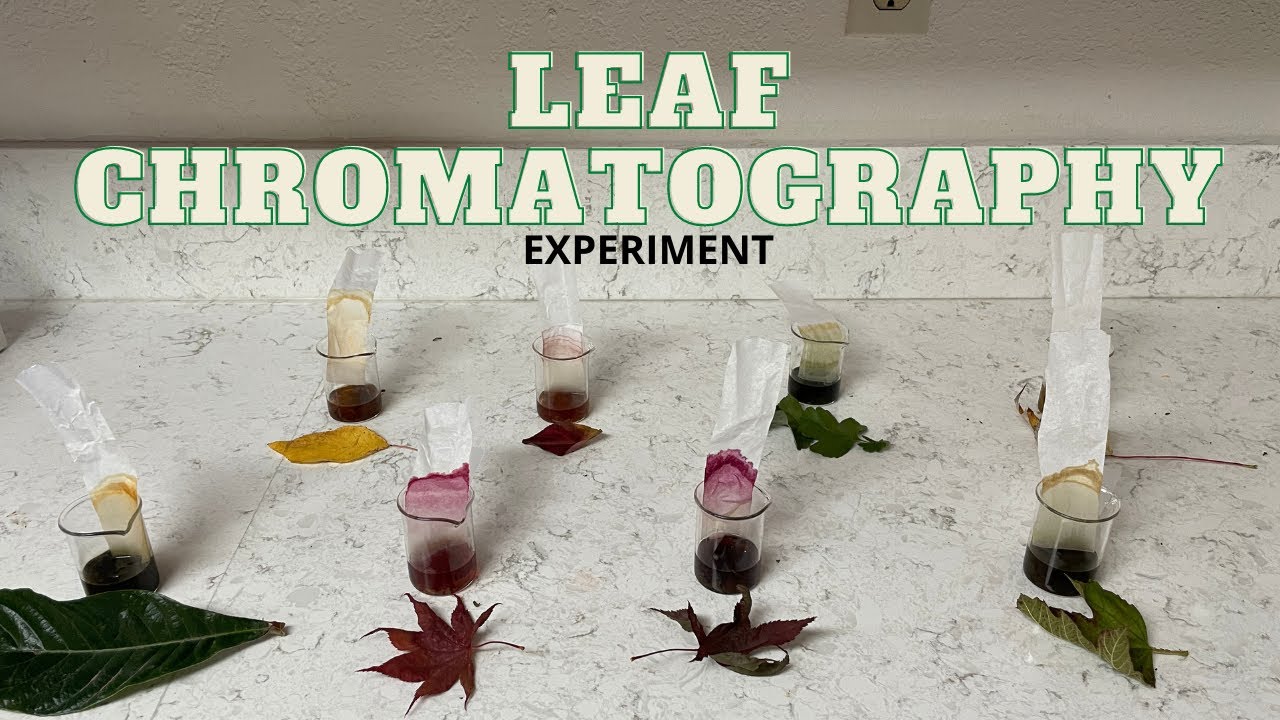 Chlorophyll vs Other Pigments | What's Really in Leaves?