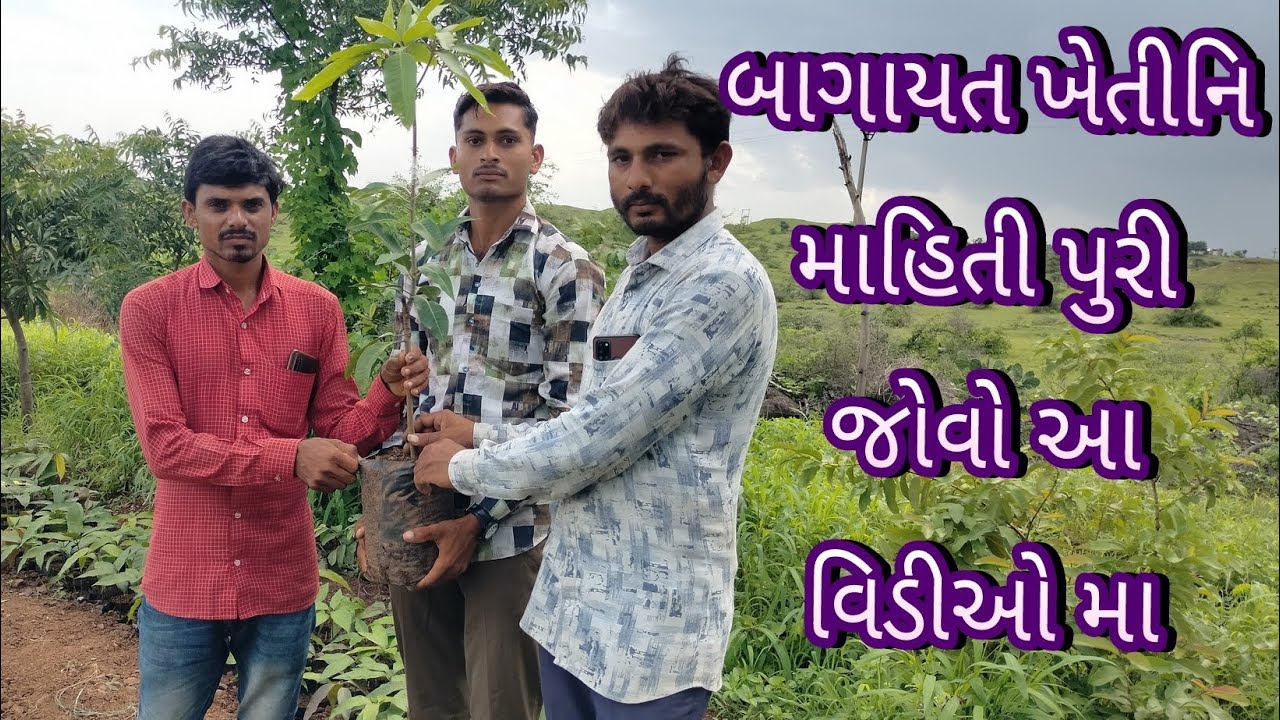 #બાગાયત ખેતી નુ વાવેતર# એટલે કે વૃક્ષ નો રાજા આંબો કલમ અન્ય બાગાયત ખેતી નુ વાવેતર વૃક્ષbagayat kheti