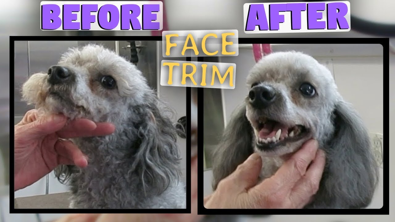 How to trim a round poodle face VERY CUTE - CLEAN FACE - MUSTACHE TIPS