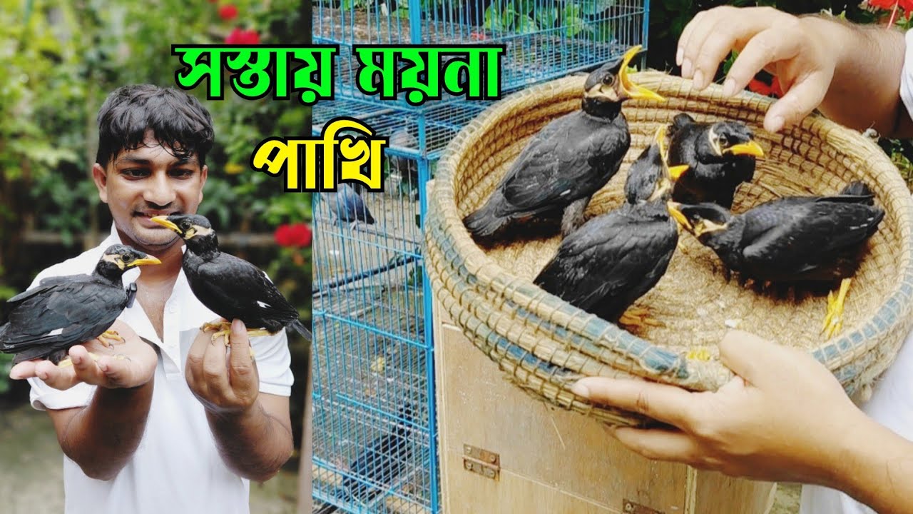 অল্প টাকায় ময়না পাখি || ময়না পাখি বাচ্চার দাম কত || Bird market in Bangladesh || Moyna pakhi dam