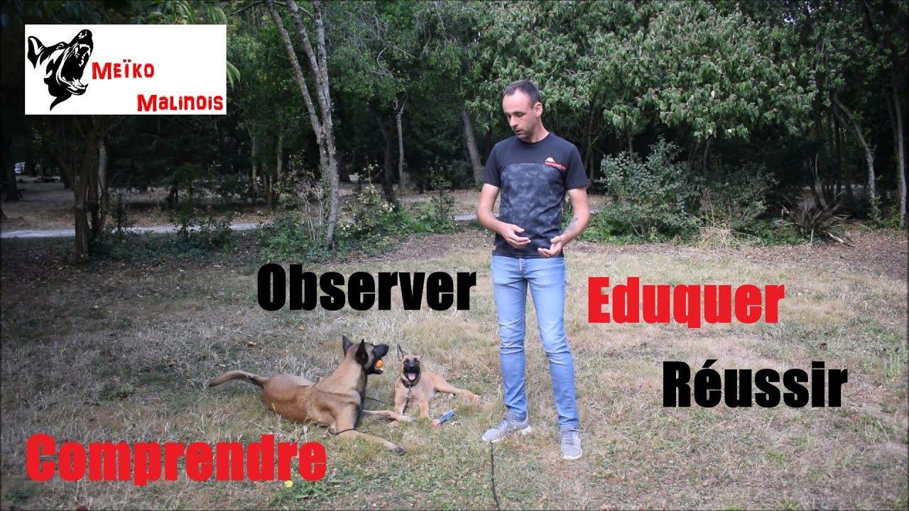 L'Observation : Pour comprendre et éduquer son Chien