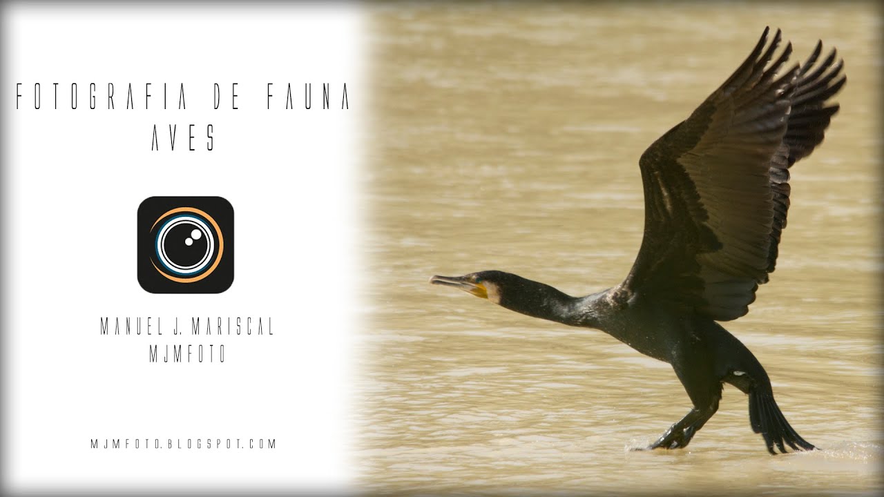 Fotografía de Naturaleza - Fotografía de Aves - Cap. 01