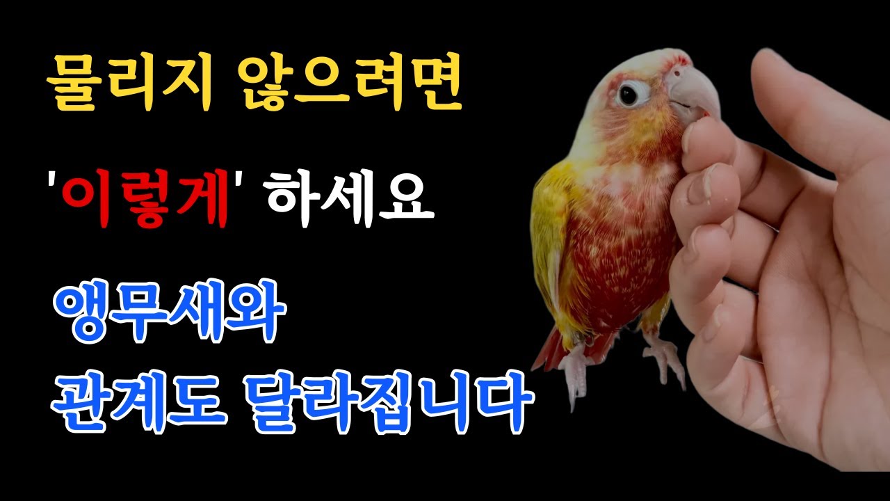 앵무새가 자꾸 물어요…  이렇게 하니까 진짜 달라졌어요 (입질 멈추는 핵심 꿀팁) 앵무새 키우면 필수시청💡
