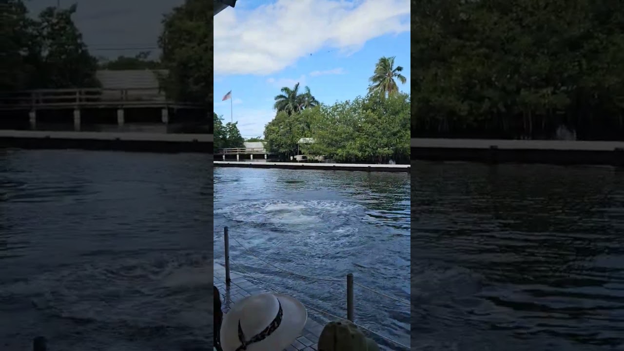 Dolphin Jumping 🏊&zwj;♂️👀#shorts#viralshorts#viralvideo#shortsfeed#funny