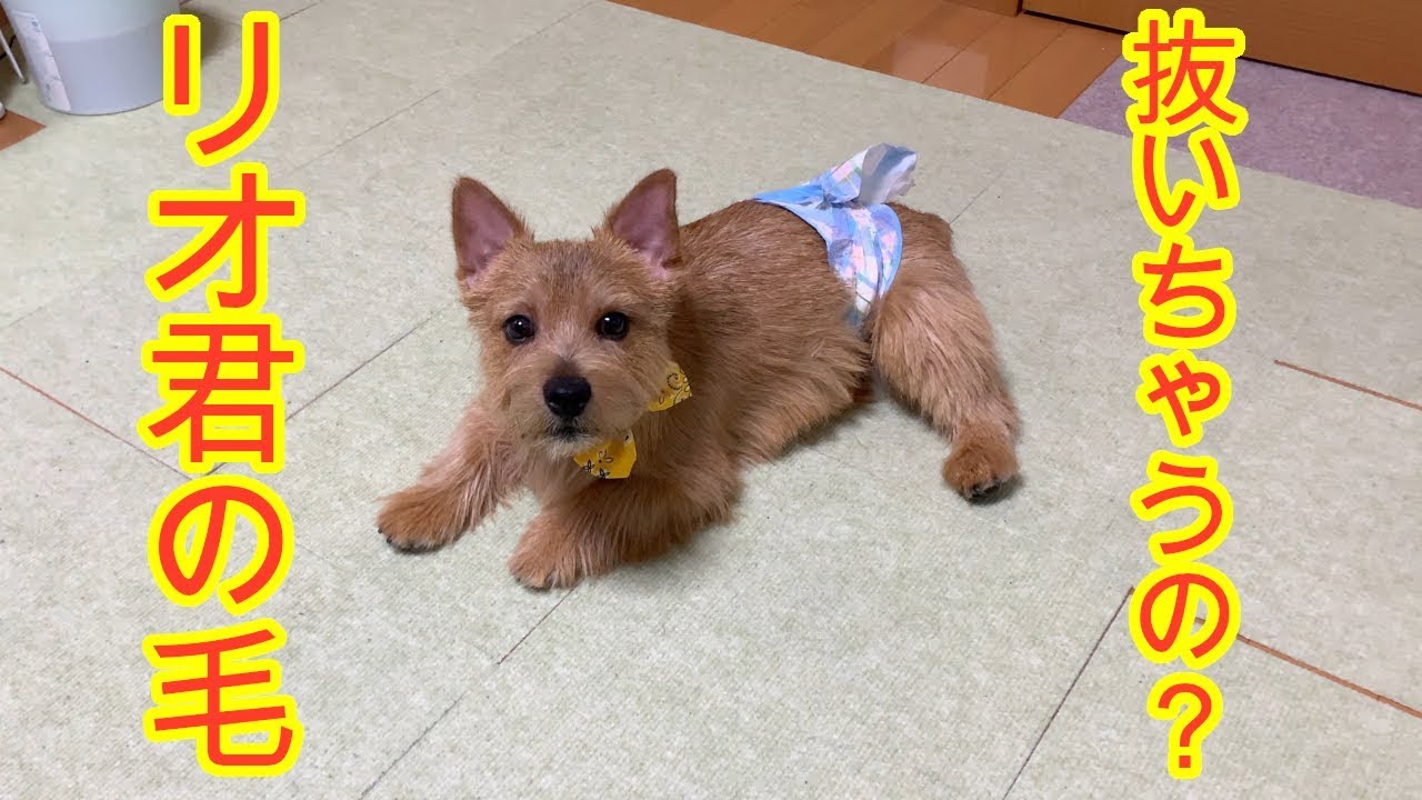 【毛を抜く⁈】プラッキングしてきました。