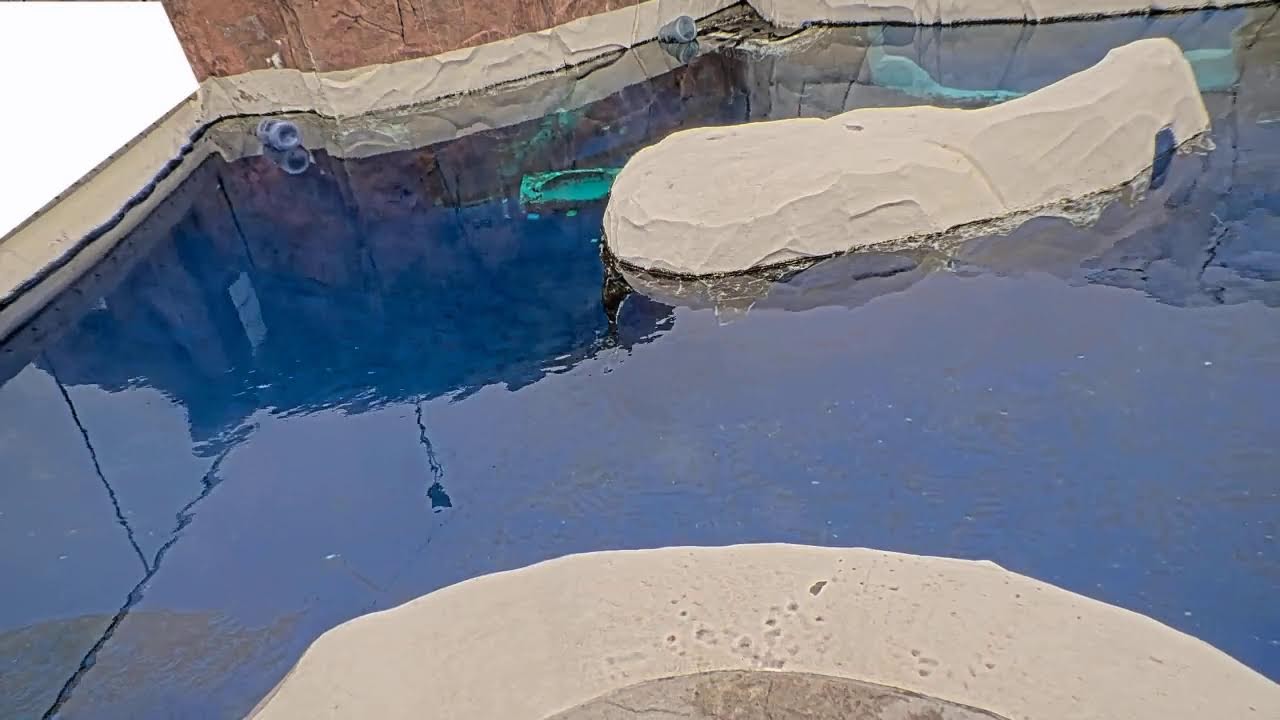 Sea Otters Live