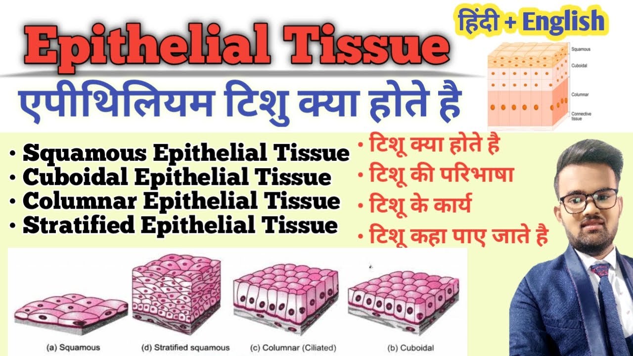Tissue in Hindi || Epithelial Tissue || Types of Epithelial Tissue || Function of Tissue || उत्तक