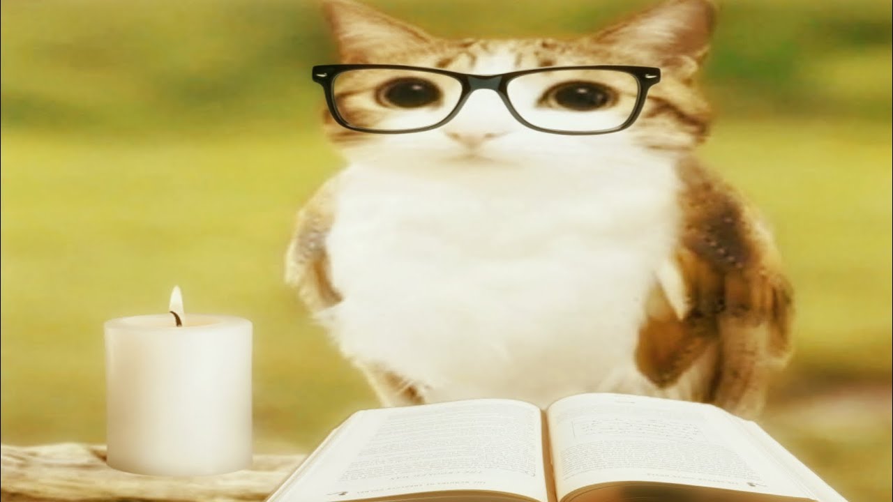 asmr meowl monitors you while you study (cozy, rain ambience)