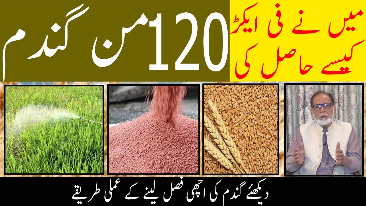 How to grow wheat|Best wheat technology|Get 120 mond wheat per acre| پاکستان میں سو من گندم مگر کیسے