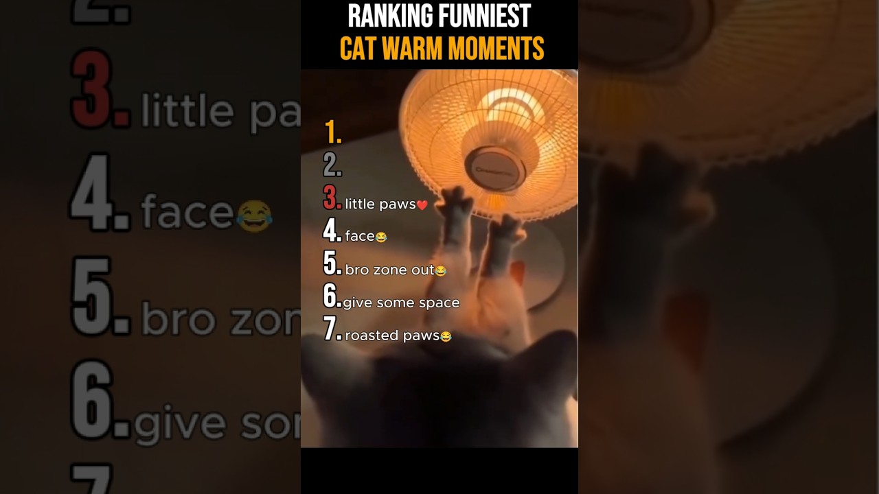 Ranking the funniest Cat warm moments 