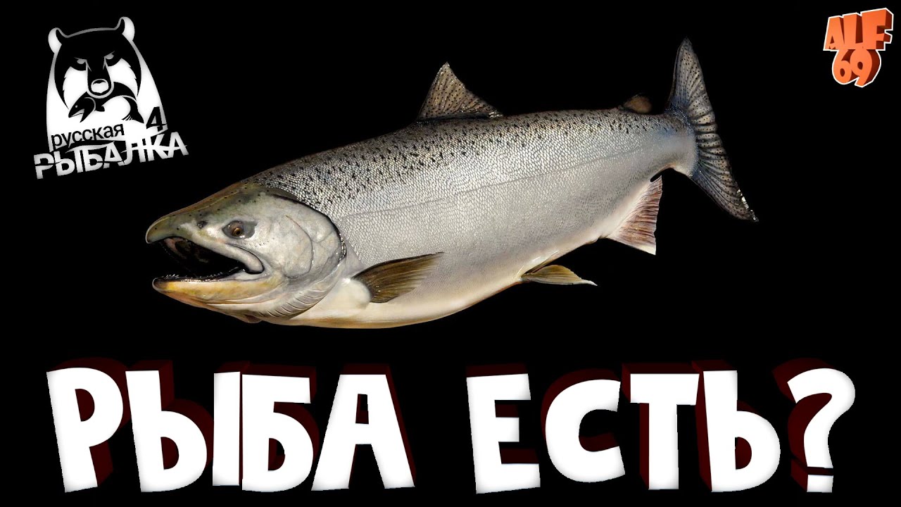 ИЩЕМ ТРОФЕИ, ФАРМИМ, ОБЩАЕМСЯ! СТРИМ РУССКАЯ РЫБАЛКА 4 (RUSSIAN FISHING 4)