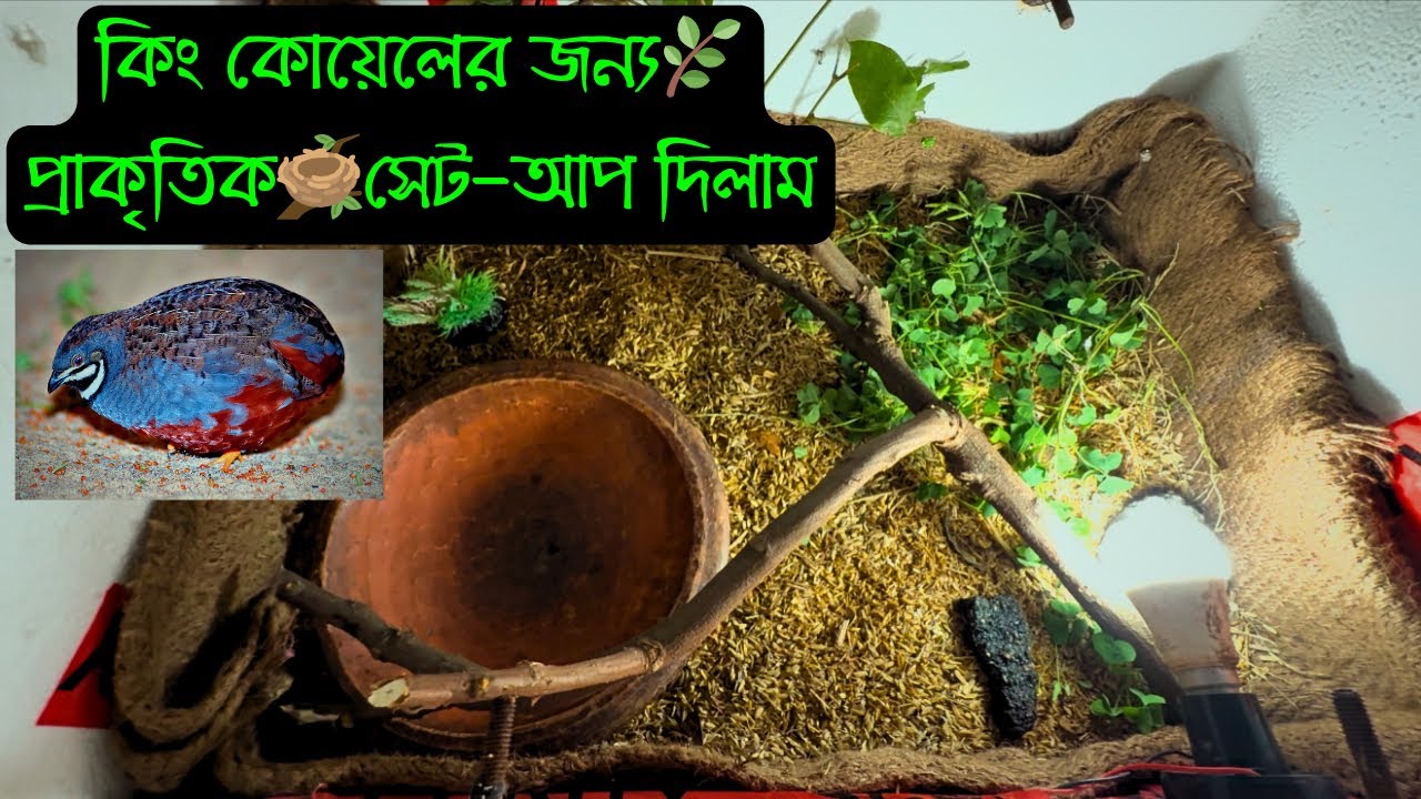 কিং কোয়েলের প্রাকৃতিক🌿কলনি সেট আপ দিলাম || শৌখিন কিং কোয়েল পালন || Bird's Agro