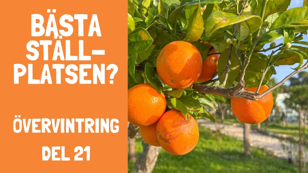 Övervintring Del 21