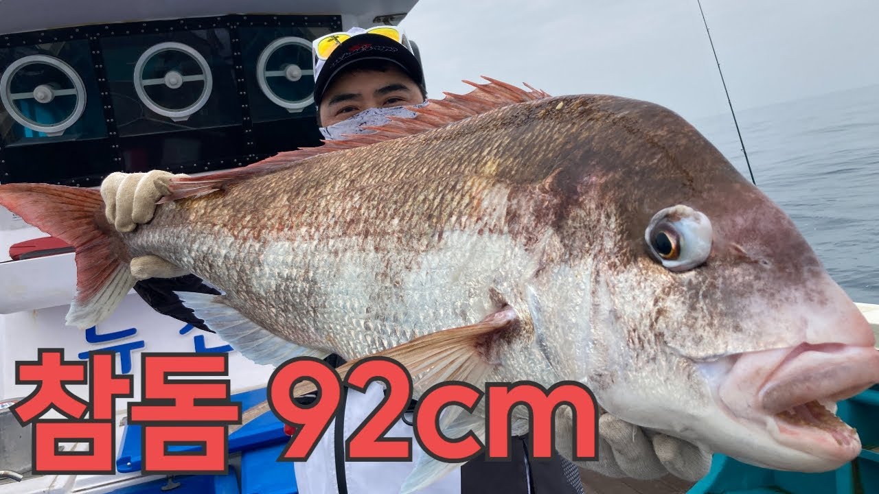 참돔 타이라바 92cm 제데로 사고쳤습니다. 풀랜딩영상 (처음부터 끝까지 무편집)